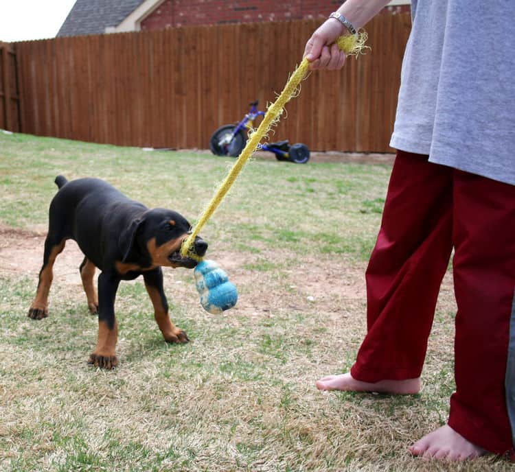 doberman puppy children