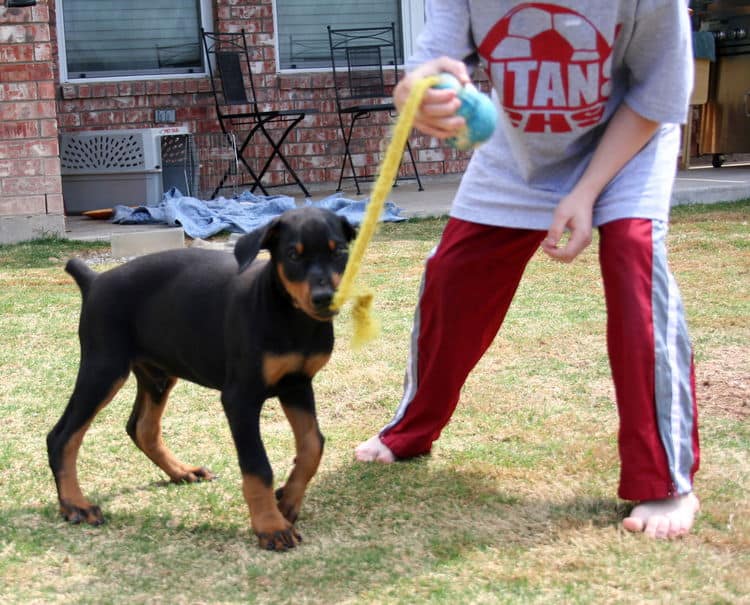 doberman puppy children