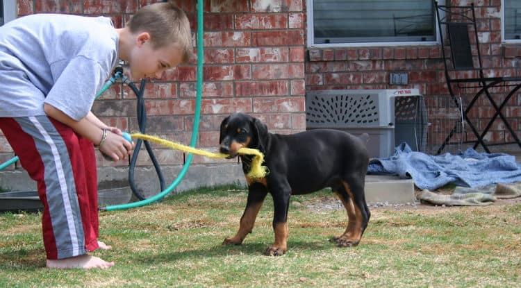 doberman puppy children