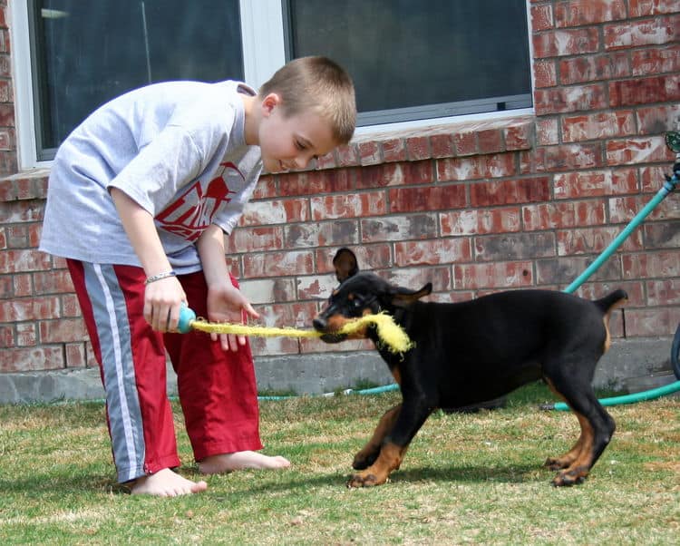 doberman puppy children