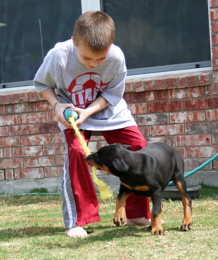 doberman puppy children