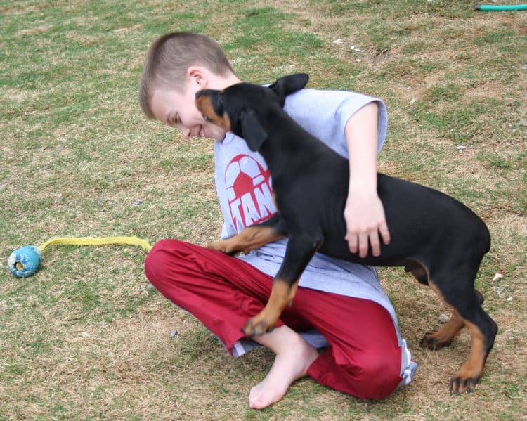 doberman puppy children