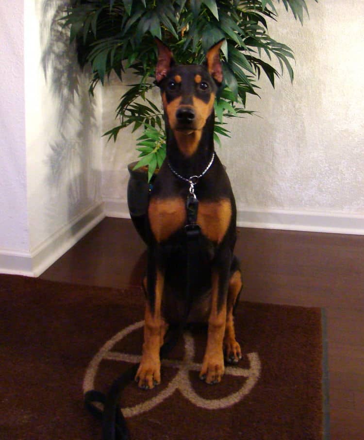 5 month old Doberman Female pup