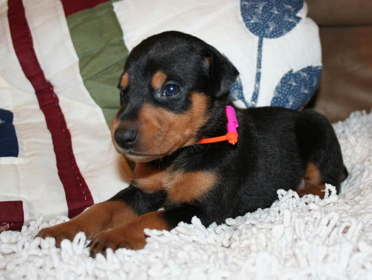 Black Female Doberman Puppy