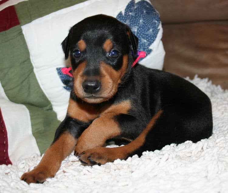 Black Female Doberman Puppy