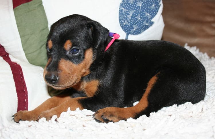 Black Female Doberman Puppy