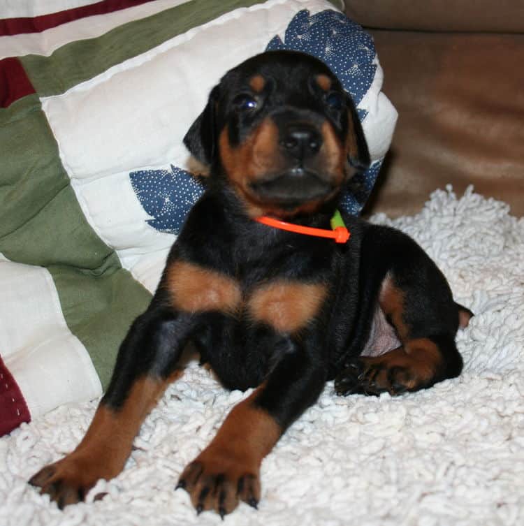 Black Male Doberman Puppy