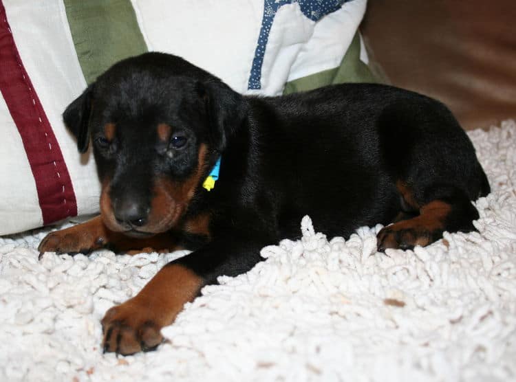 Black Male Doberman Puppy