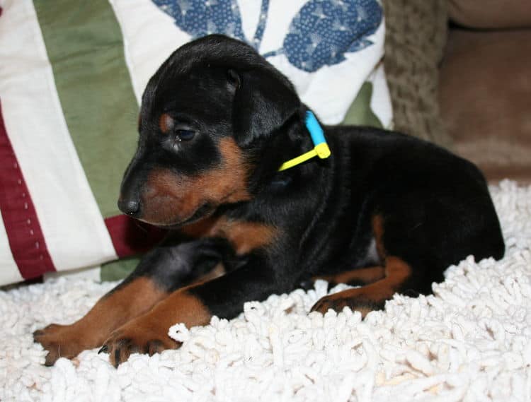 Black Male Doberman Puppy