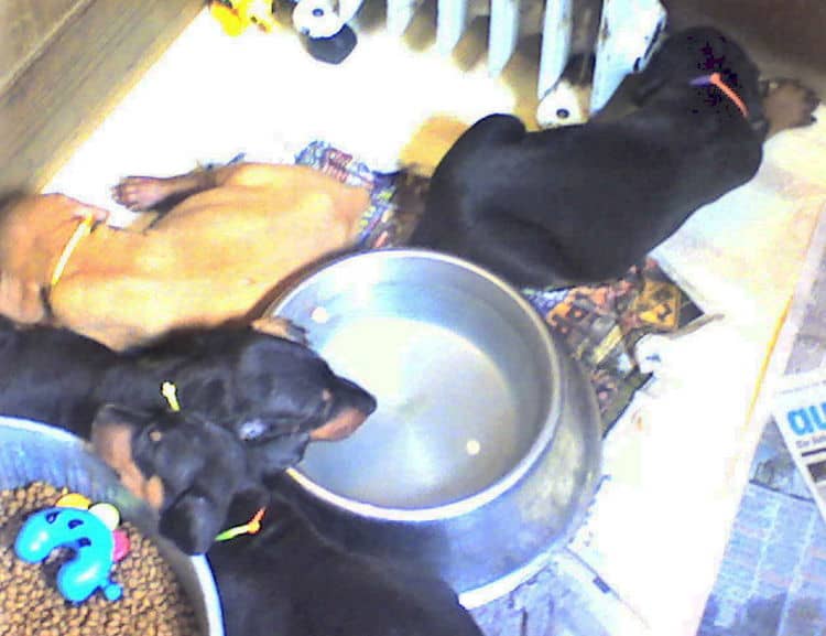 Doberman puppies