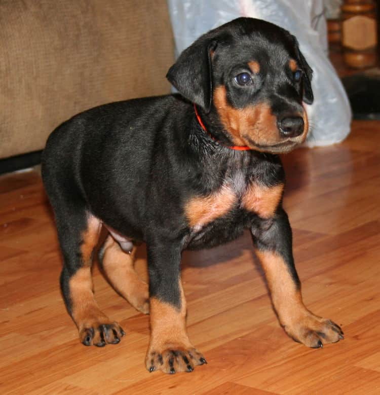 Black Male Doberman Puppy