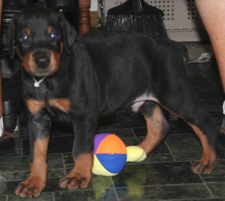 black rust male doberman pup