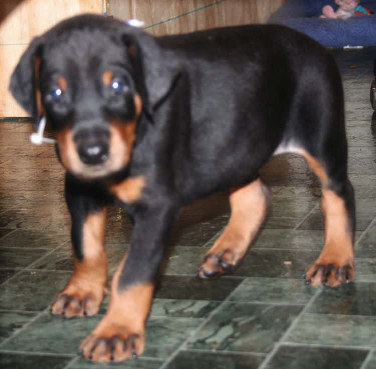 black rust male doberman pup