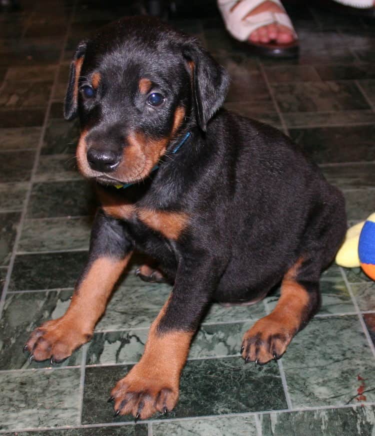 Black Male Doberman Puppy