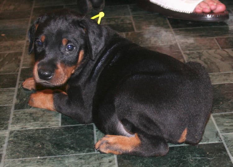 Black Male Doberman Puppy