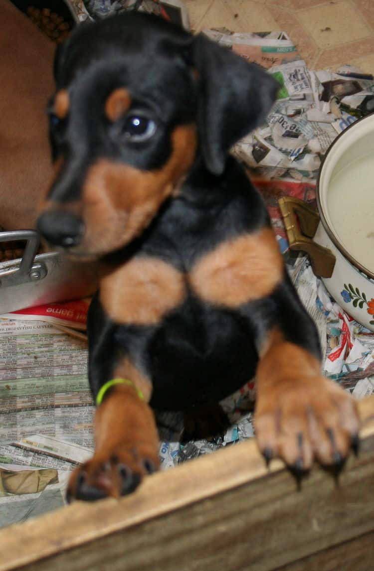 7 week old female doberman puppy