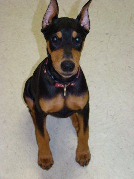 3 month old Doberman Female pup