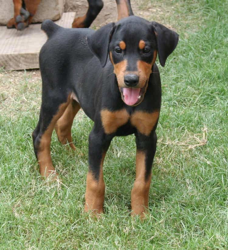 8 week old female dobe puppy