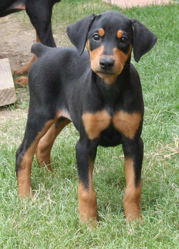 8 week old female dobe puppy