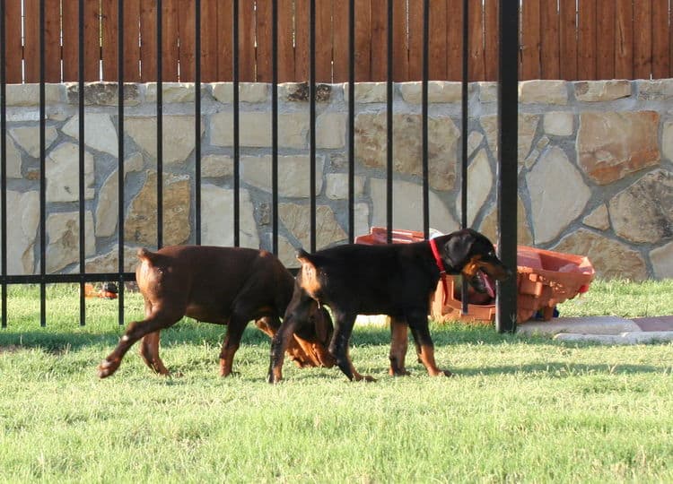 dobie pups