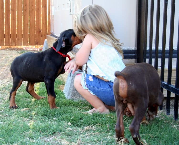 dobie pups