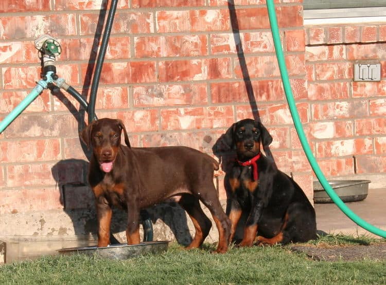 dobie pups