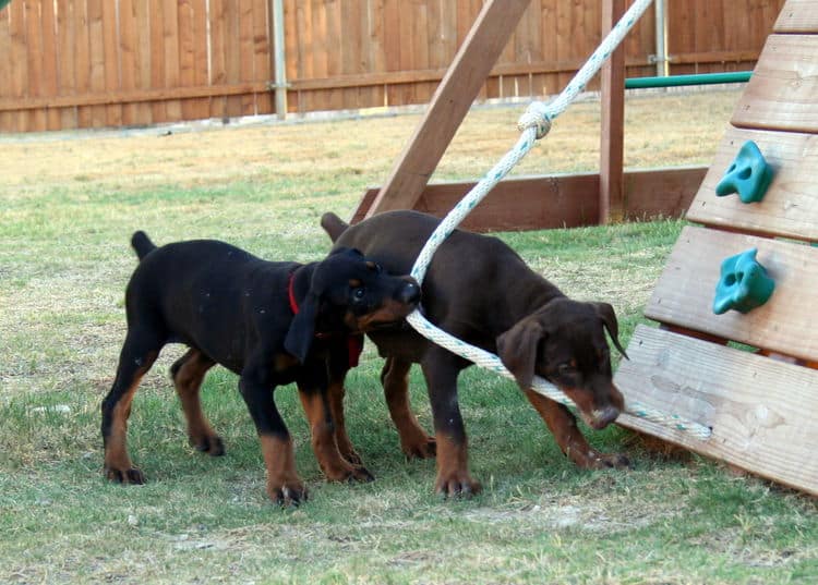 dobie pups