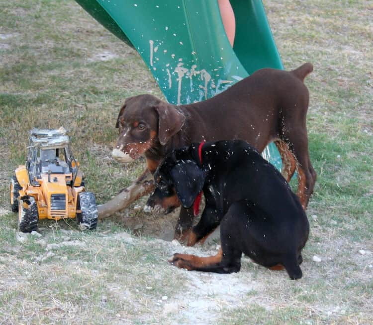 dobie pups