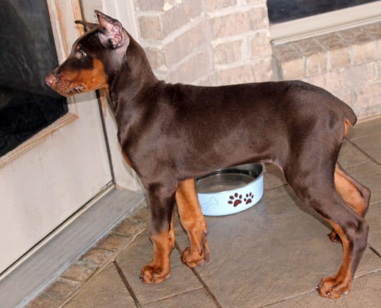 red and rust male doberman pup with ears cropped; champion sired