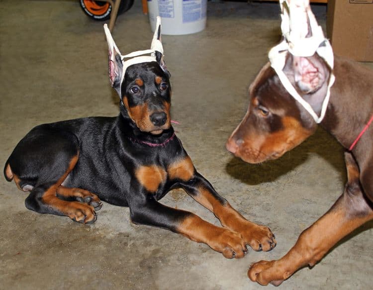 cropped black and rust female doberman puppy - trip to vet; champion sired
