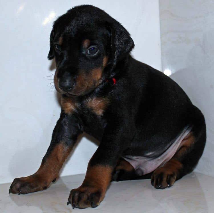 Black and rust male dobe tagged Red at 4 weeks old