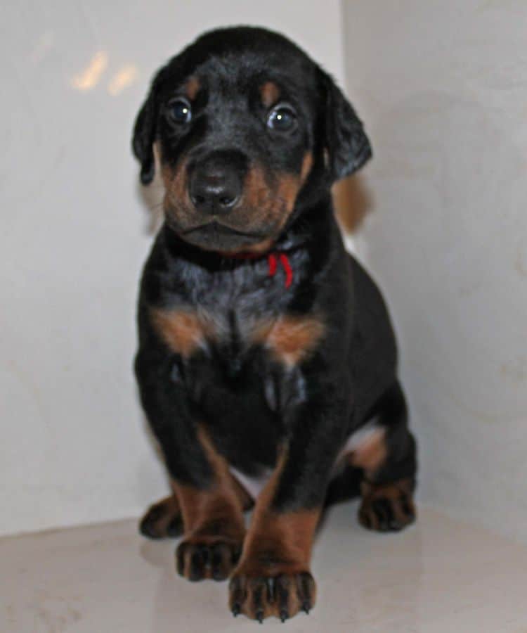 4 week old black and rust male doberman pup; champion sired