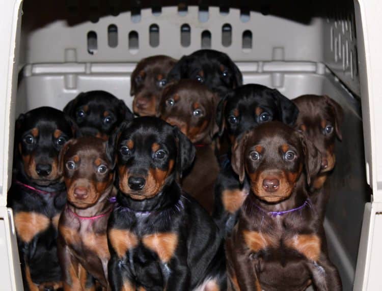 crate full of red rust and black rust doberman puppies