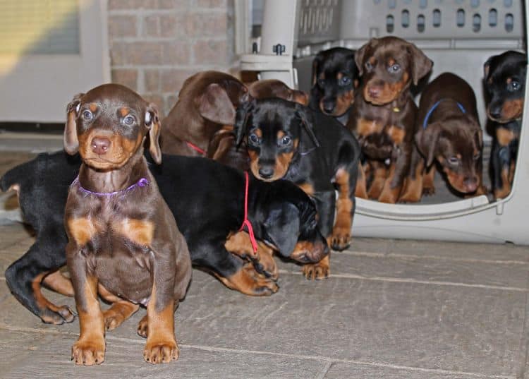 red and rust female doberman puppy and littermates