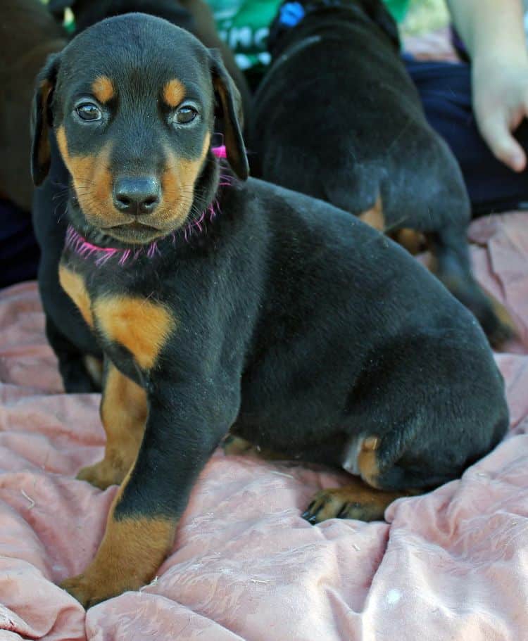 5 week old black and rust female doberman pup; champion sired