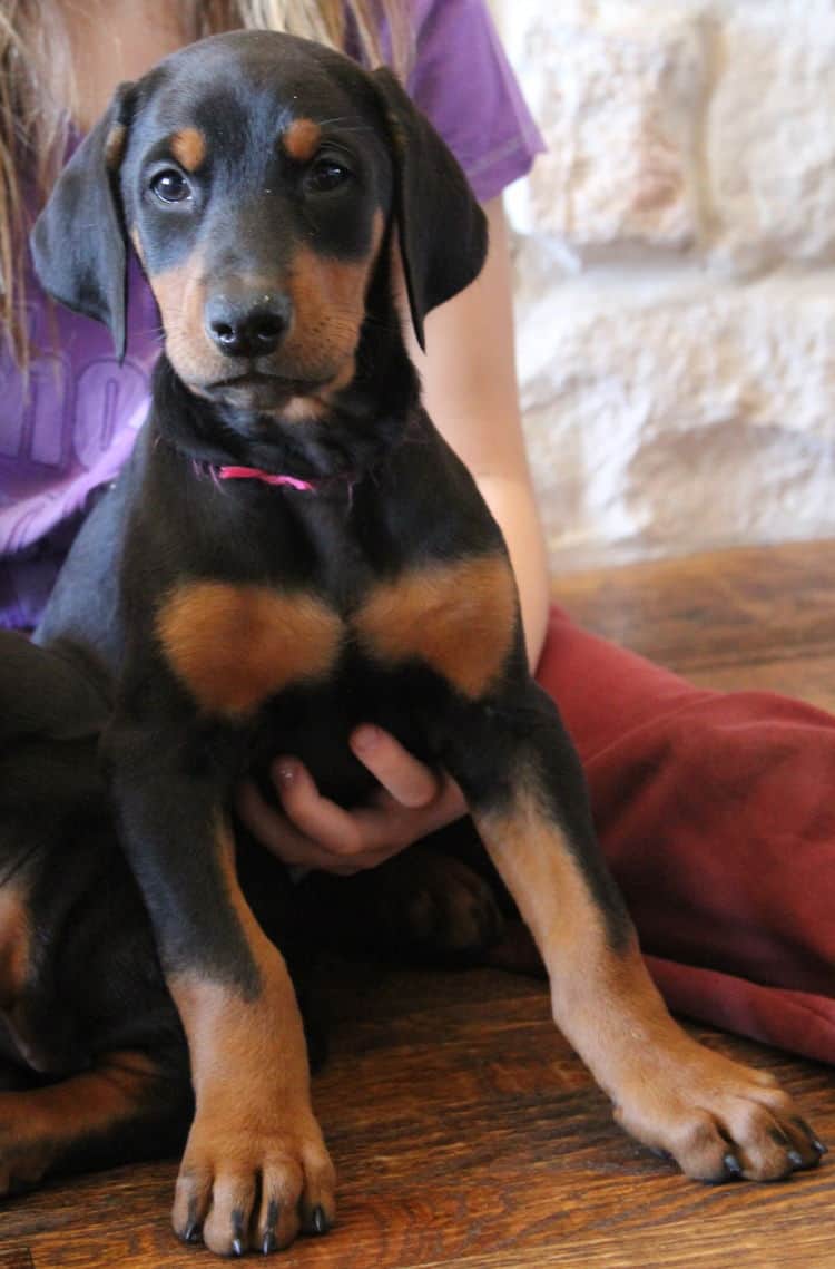 7 week old black and rust female doberman pup; champion sired