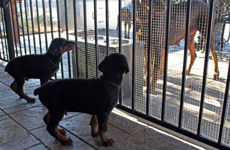 7 week old black and rust male doberman pup; champion sired