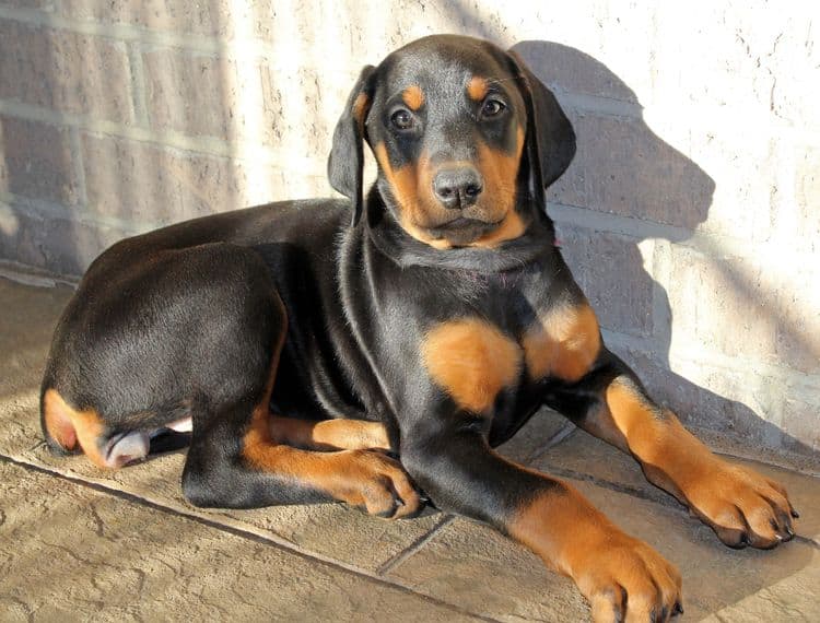 8 week old black and rust female doberman pup; champion sired