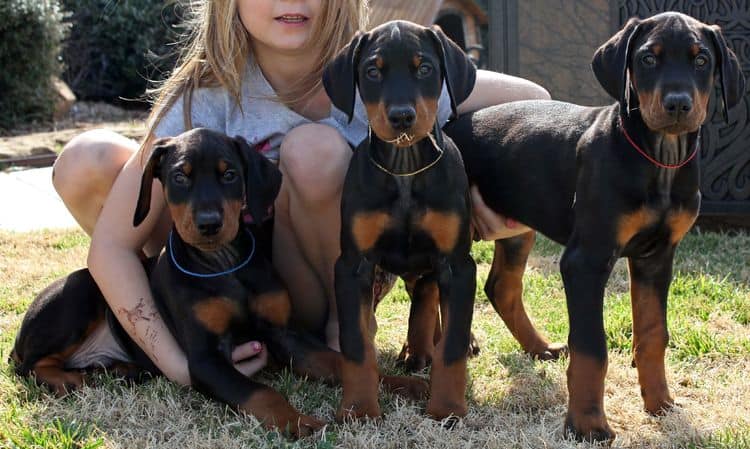 8 week old black and rust male doberman pups; champion sired