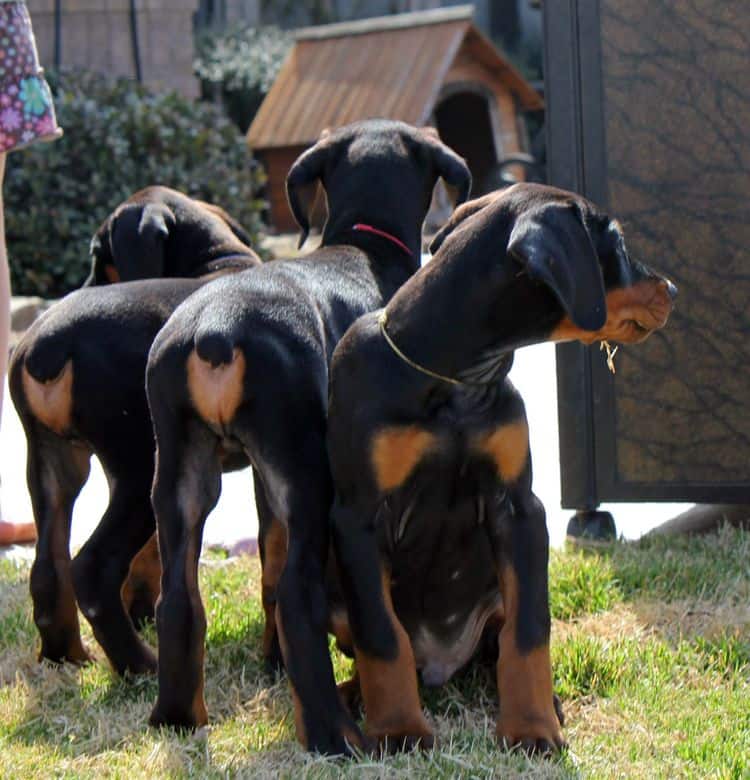 8 week old black and rust male doberman pups champion sired