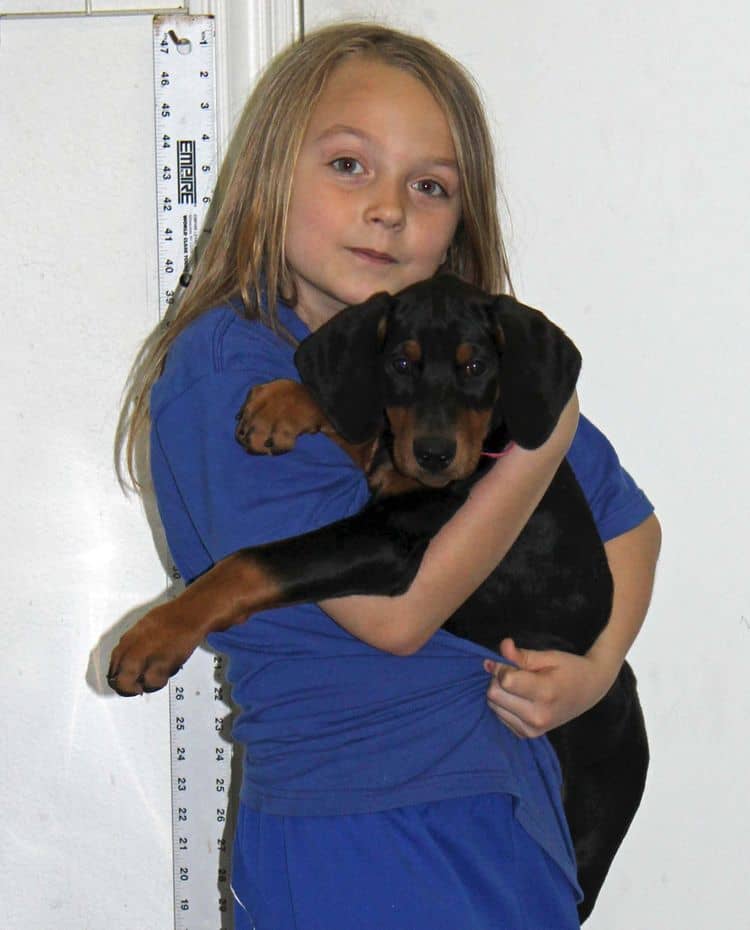 9 week old black and rust female doberman puppy; champion sired