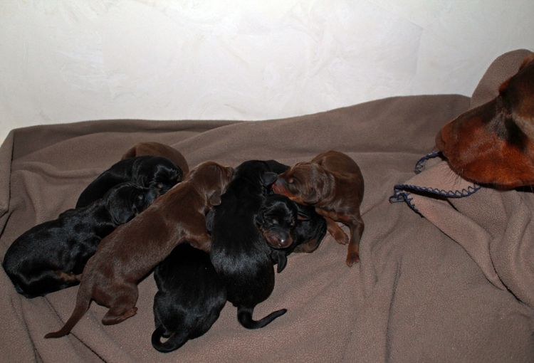New born doberman puppies. Black and rust, Red and rust pups.