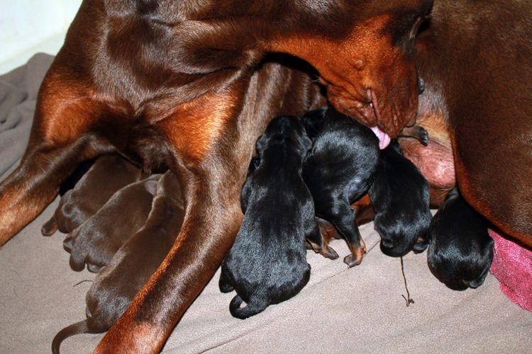 New born doberman puppies. Black and rust, Red and rust pups.