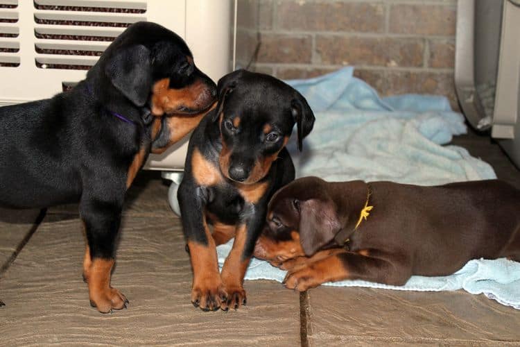 black and rust dobie puppies; red and rust dobe pups