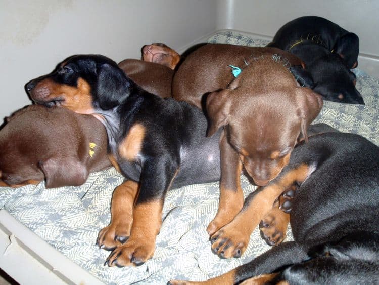 black and rust dobie puppies; red and rust dobe pups