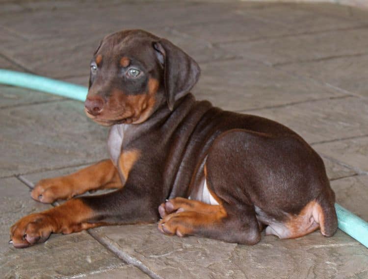 red and rust female doberman puppy