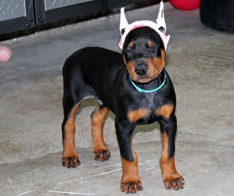 Black and rust male doberman puppy