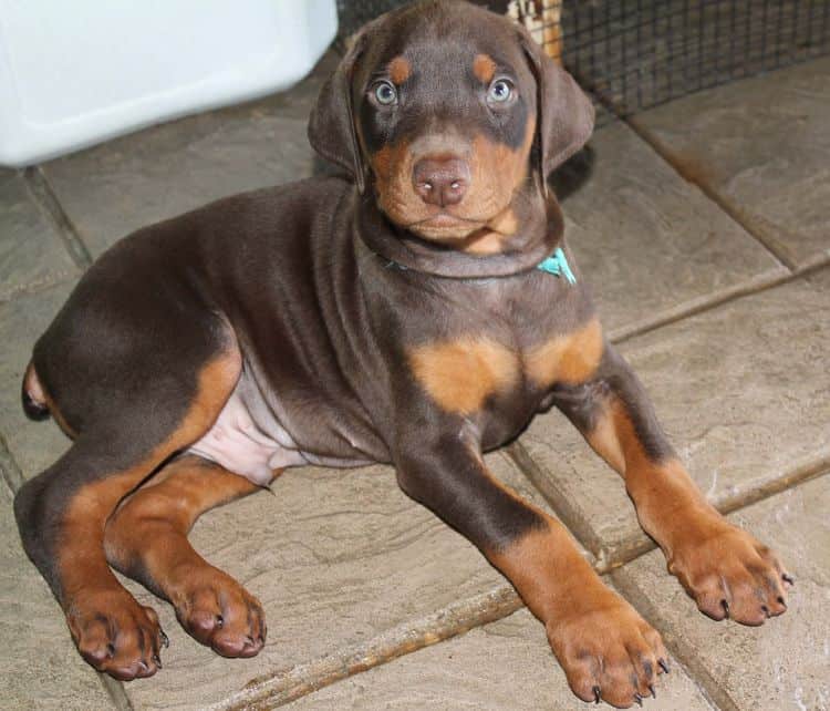 Red and rust male doberman puppy