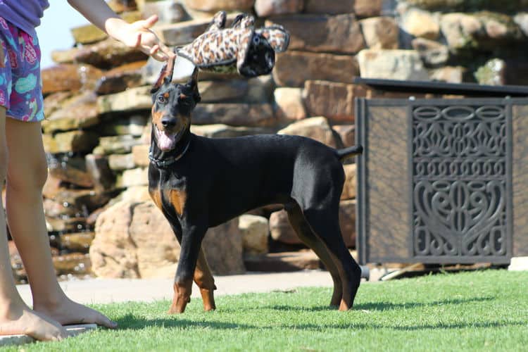 Cropped Black and rust male doberman puppy
