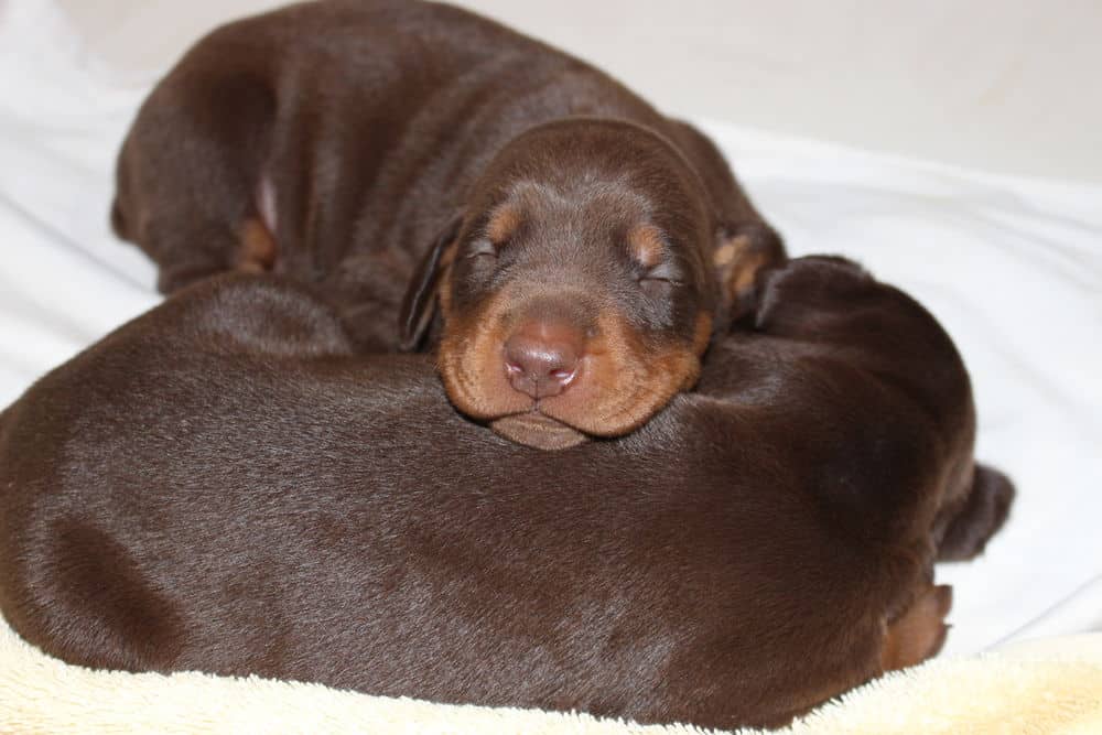 2 week old red and rust doberman puppies